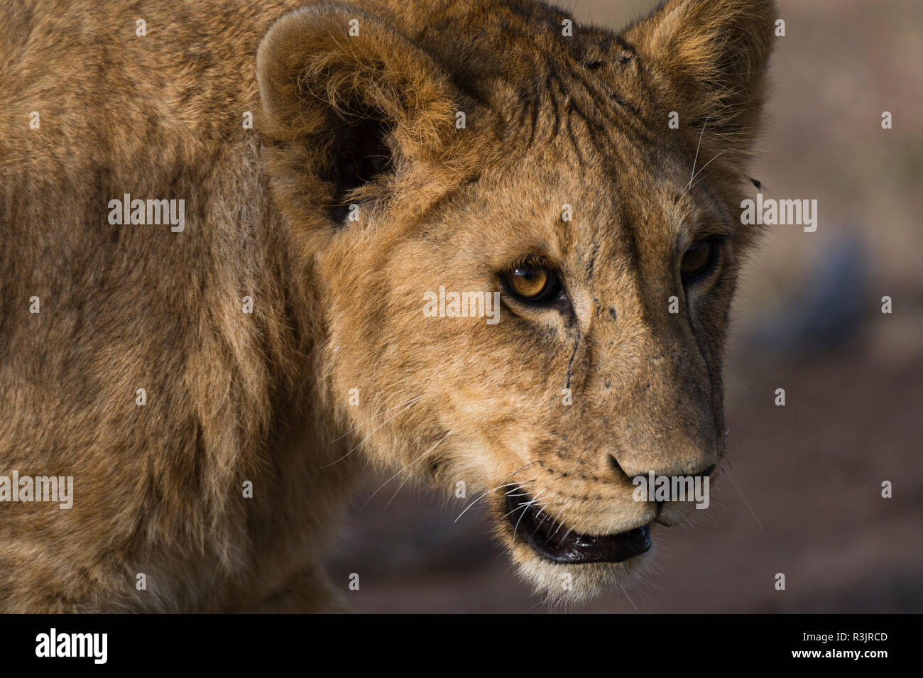 Lion, Panthera Leo, Masai Mara, Kenya Stock Photo - Alamy