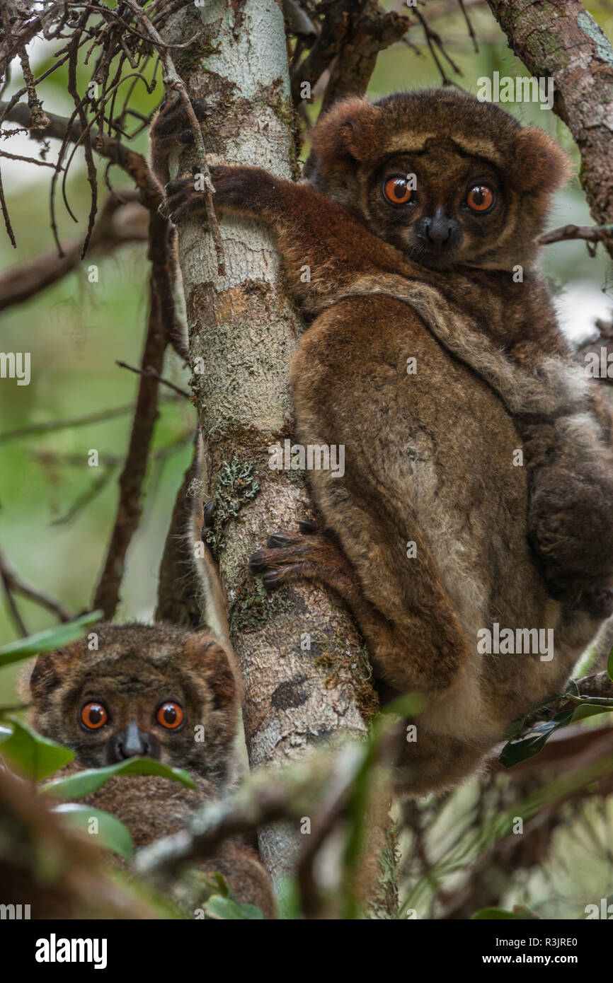 Woolly lemur or avahi, Madagascar Stock Photo Alamy