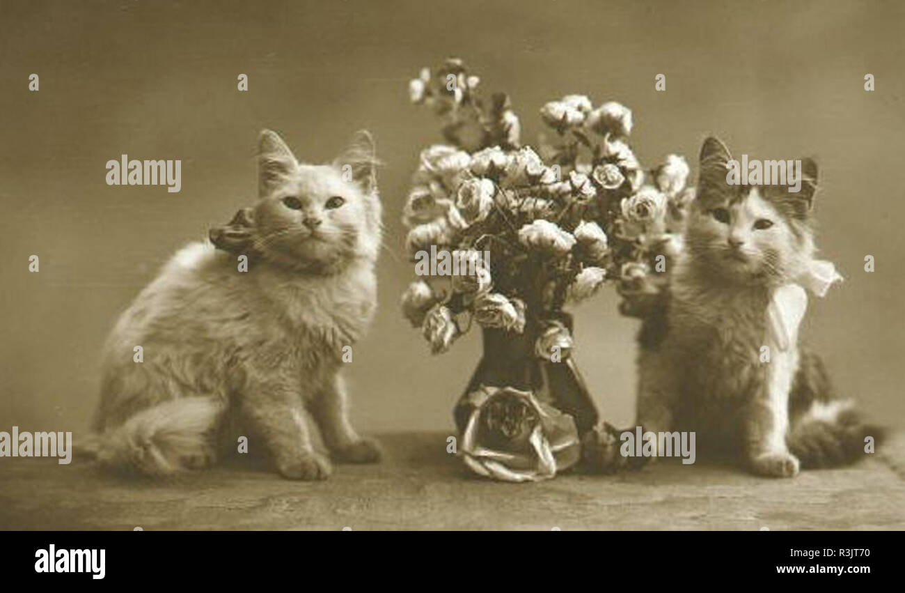 vintage photo of cute kittens Stock Photo Alamy