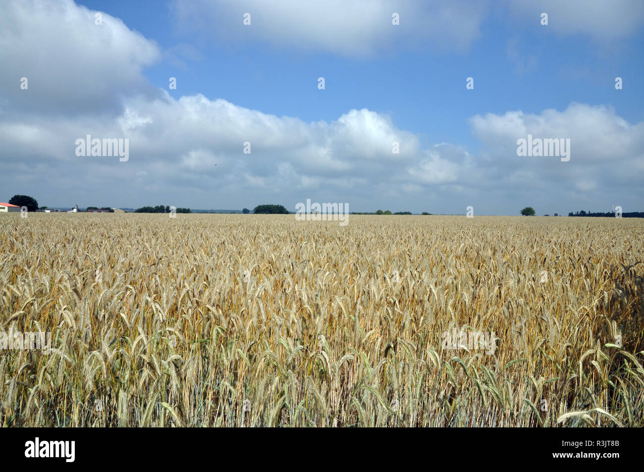 Field summer summerly scenery hi-res stock photography and images - Alamy