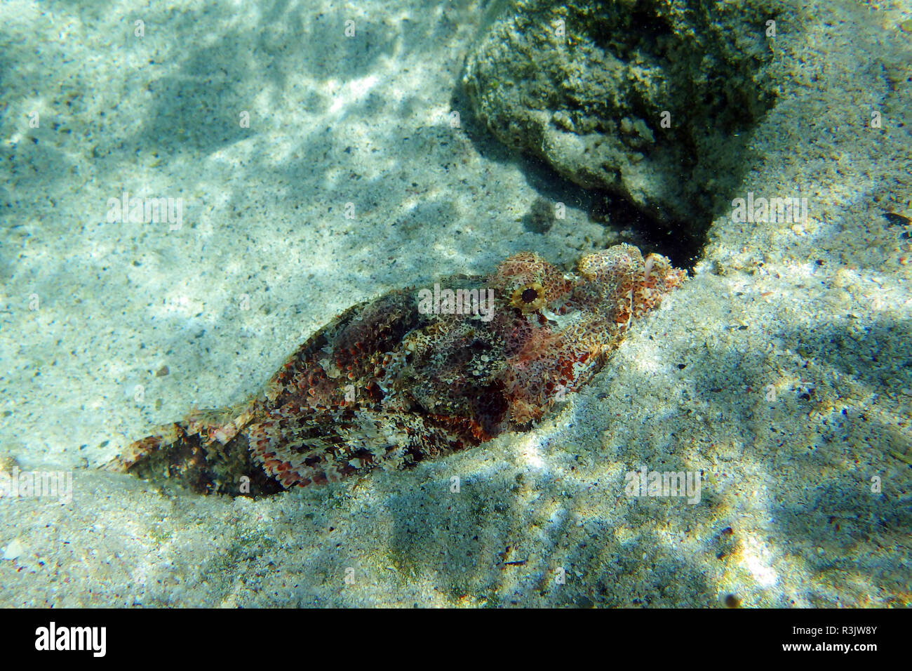 scorpionfish in the red sea Stock Photo