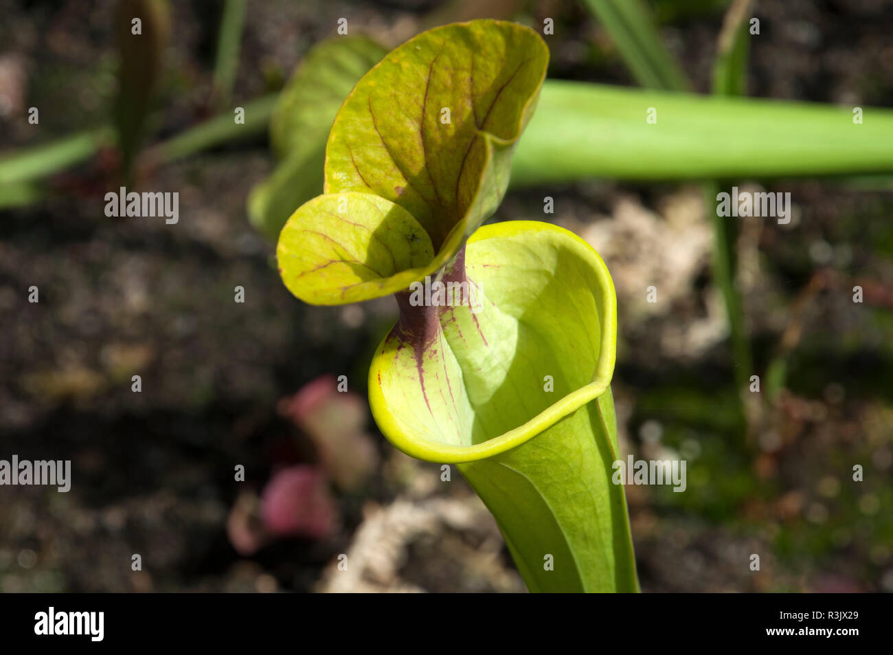 Sydney pitcher hi-res stock photography and images - Alamy