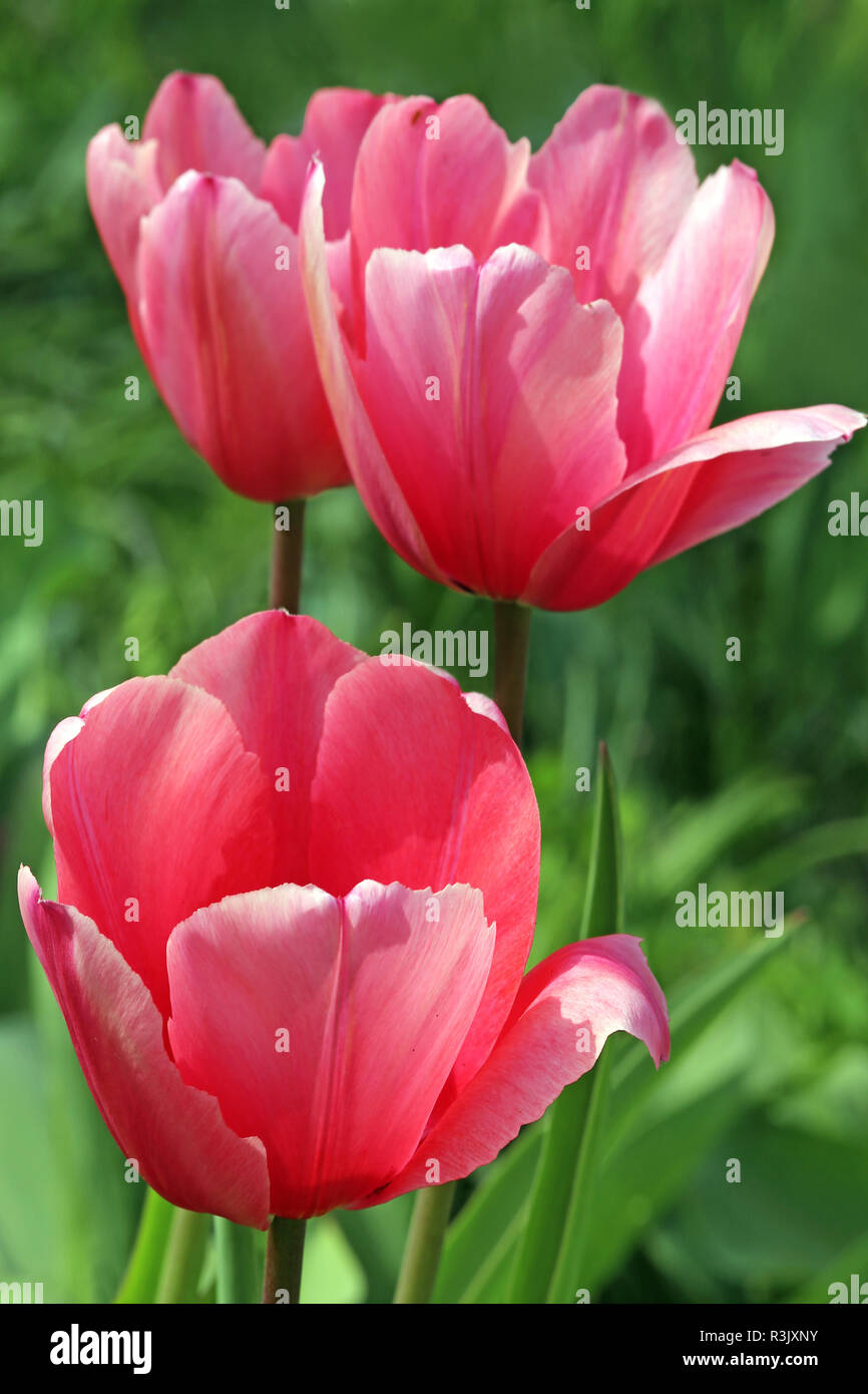 darwin hybrid tulip pink impression Stock Photo