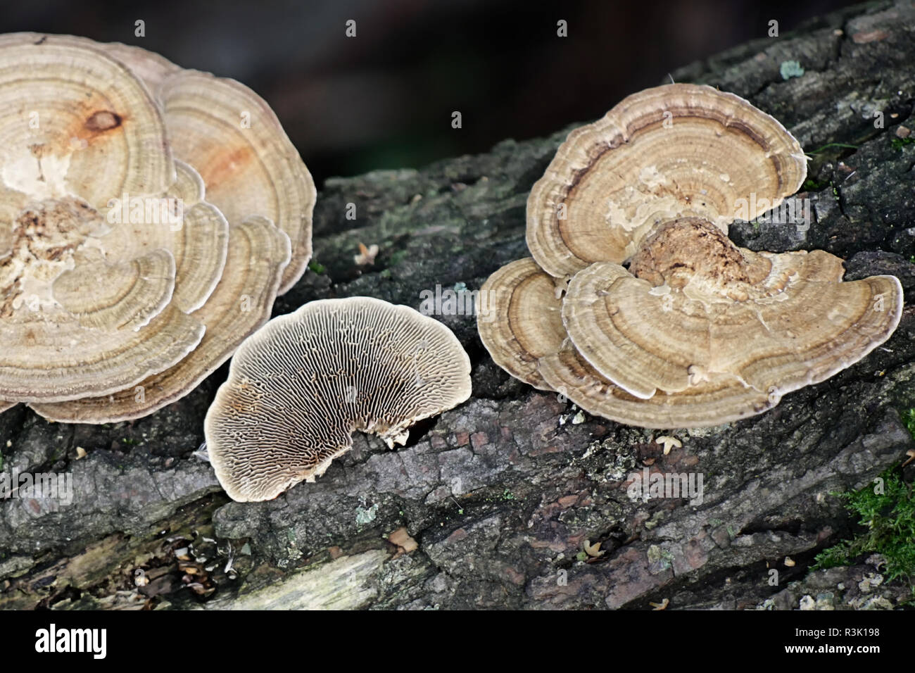 Daedaleopsis confragosa, commonly known as the thin walled maze polypore or the blushing bracket Stock Photo