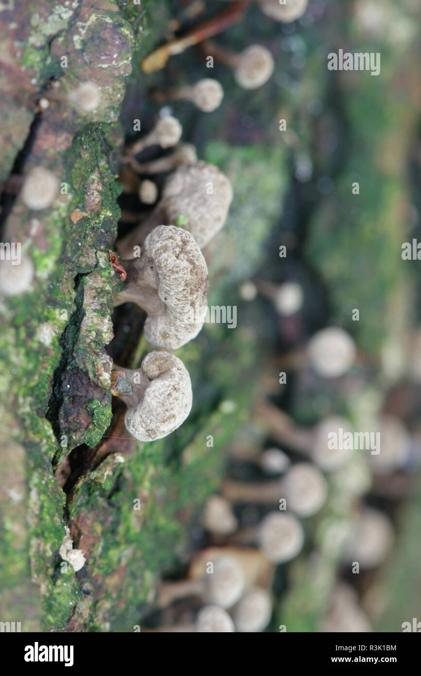 Fenugreek stalkball fungus, Phleogena faginea Stock Photo