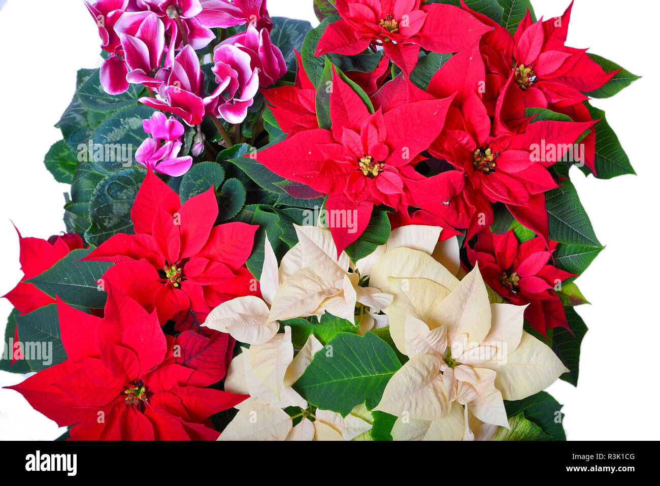 poinsettia wood background Stock Photo - Alamy