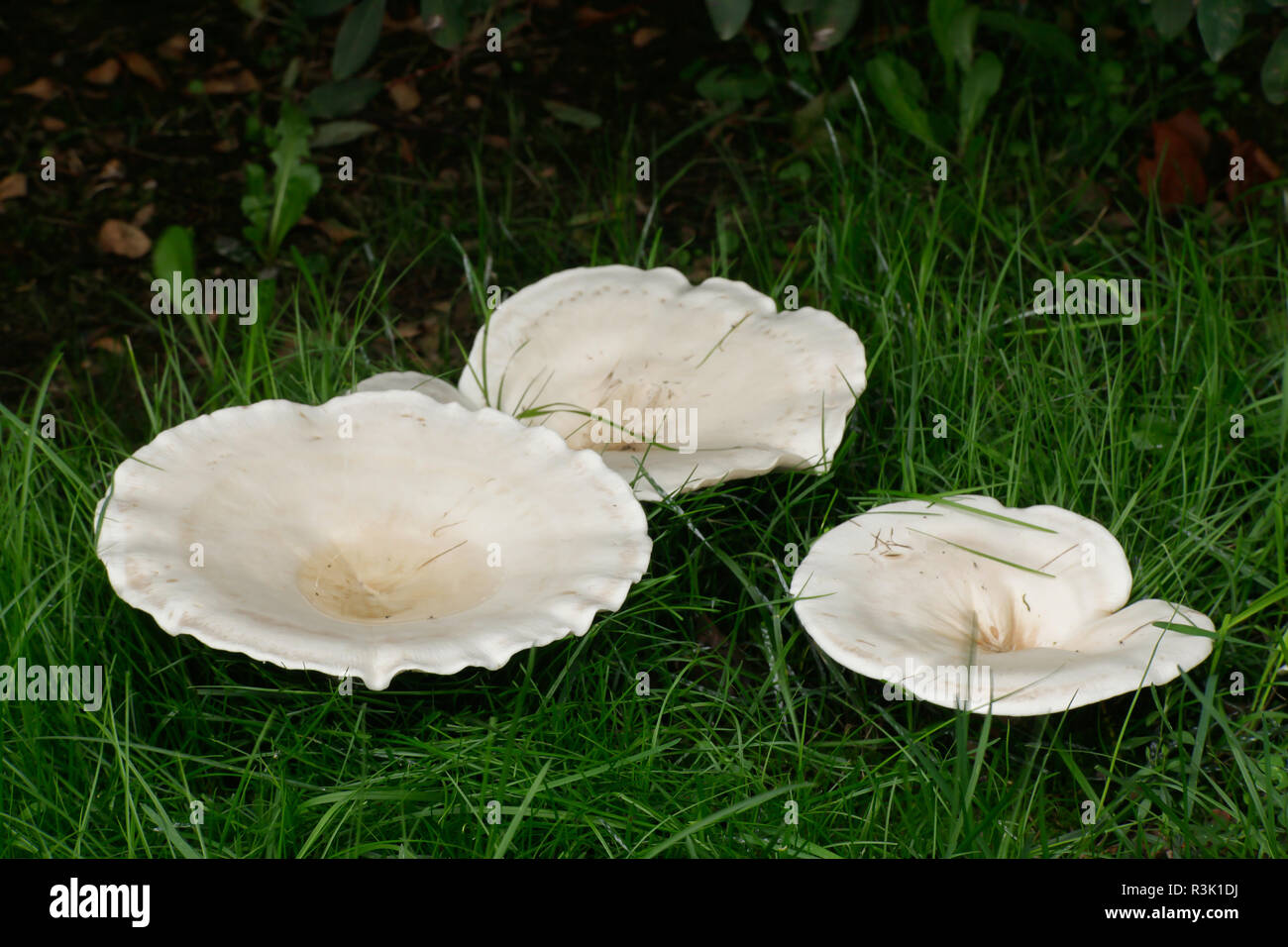 Giant leucopax, Leucopaxillus giganteus Stock Photo - Alamy