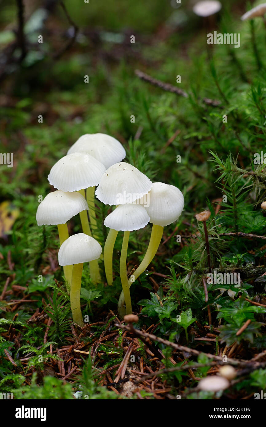 Yellowleg bonnet, Mycena epipterigya Stock Photo