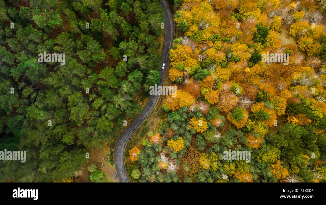 Drone top view over turn road bend in countryside autumn pine forest. Stock Photo