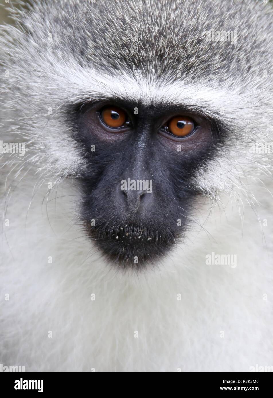 Blue Face Monkey High Resolution Stock Photography and Images - Alamy