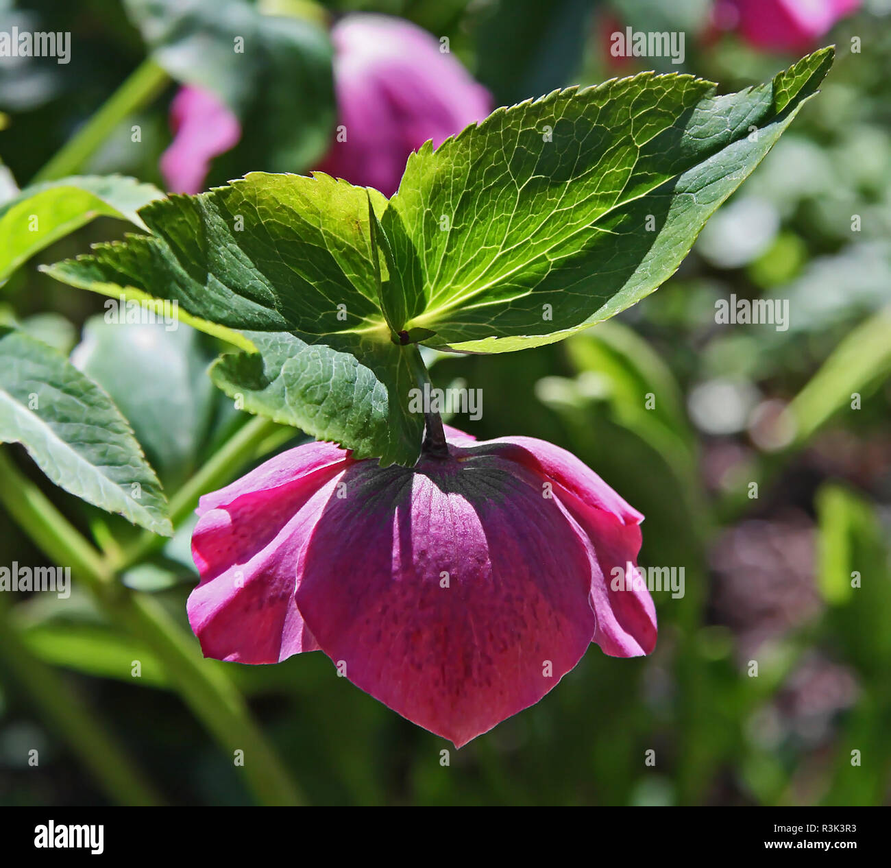 Winterharte hires stock photography and images Alamy