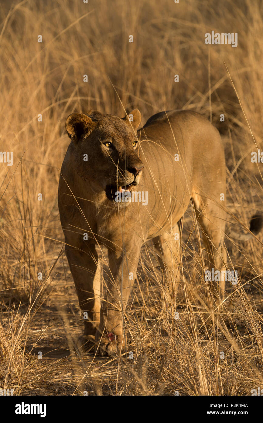 lion lioness Safari South Luangwa national park Zambia Africa Stock Photo