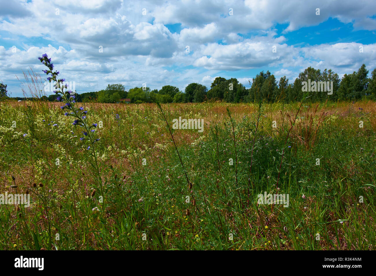 impressions from the field corridor in mecklenburg-vorpommern,germany Stock Photo