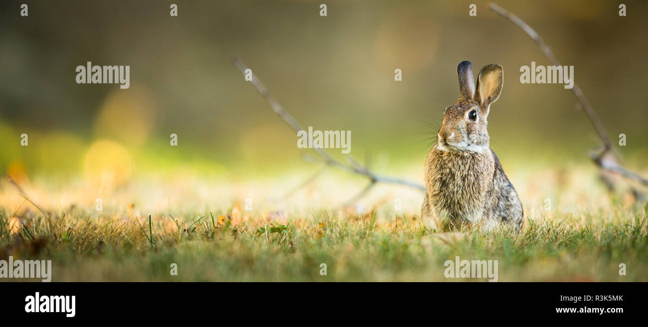 Stock Photo