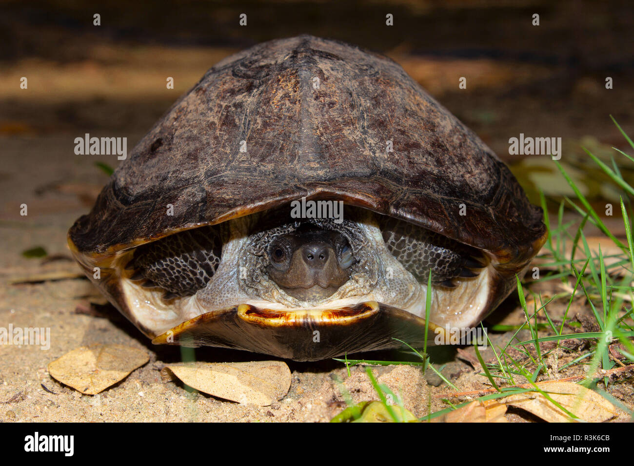 The Indian black turtle or Indian pond terrapin, Melanochelys trijuga, Hampi, Karnataka, India.  Medium-sized freshwater turtle found in South Asia. Stock Photo