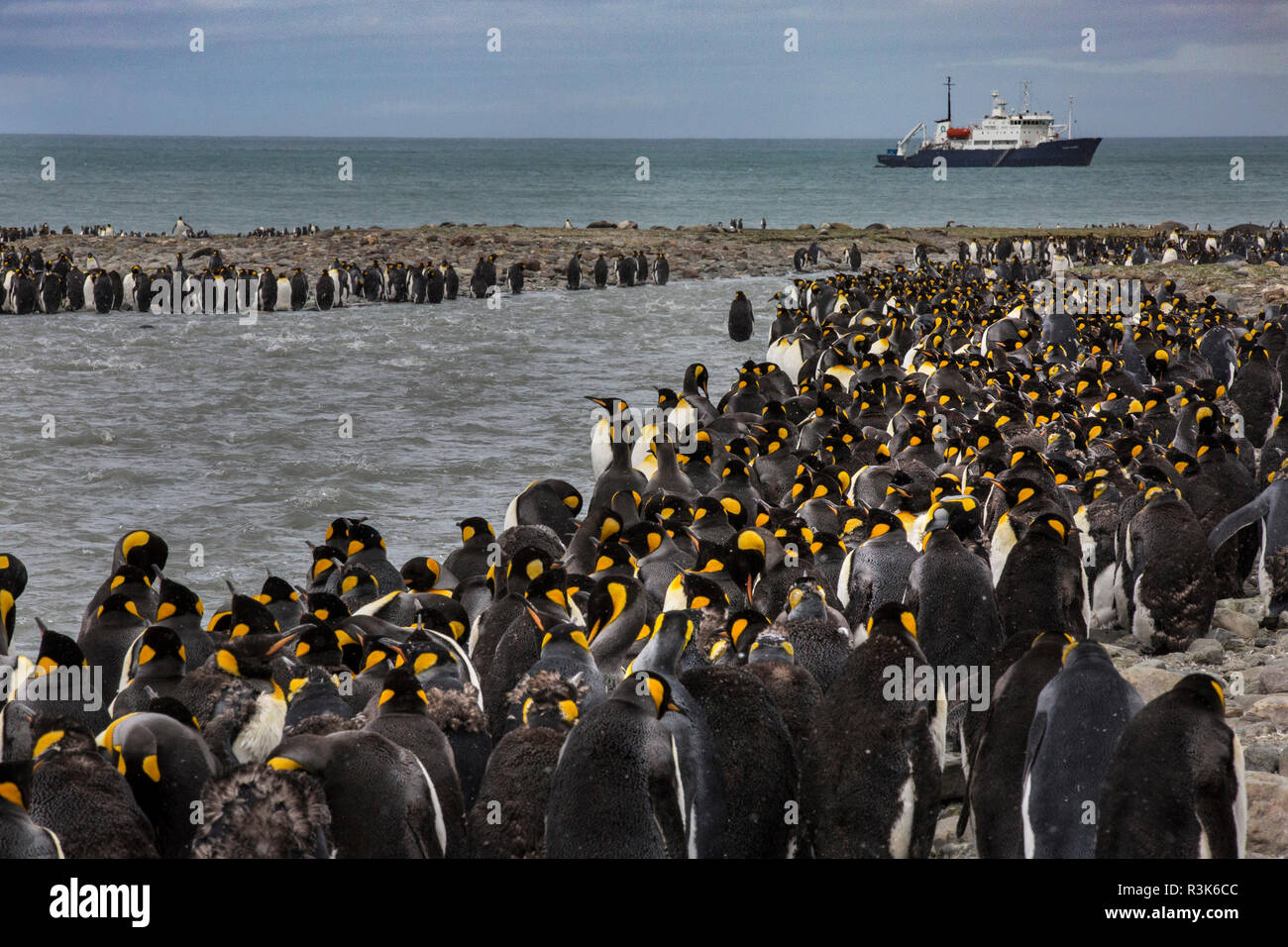 king-penguin-rookery-st-andrews-bay-south-georgia-islands-stock