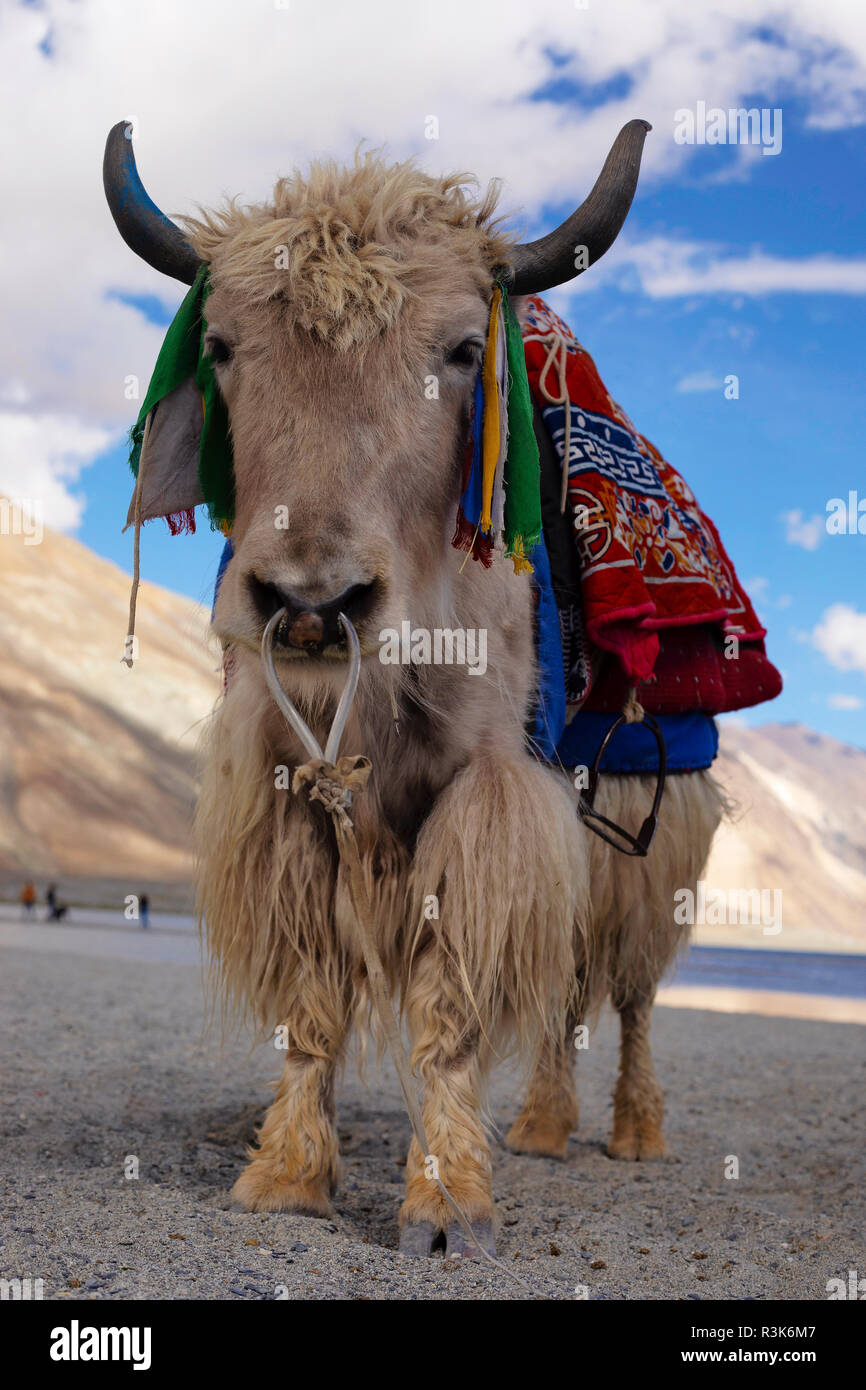 Domestic yak hires stock photography and images Alamy