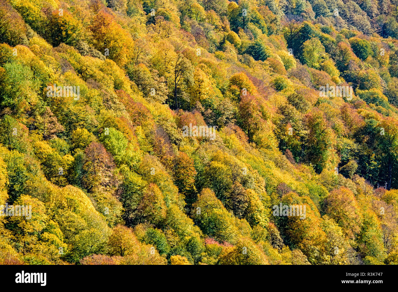 Scenic landscape with mountain forest in fall Stock Photo - Alamy