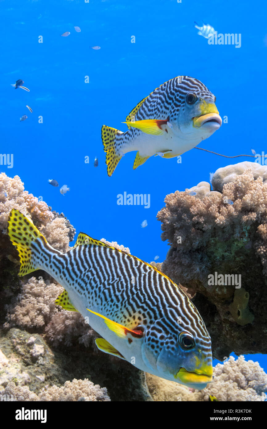 Australian Ocean Scenes High Resolution Stock Photography and Images