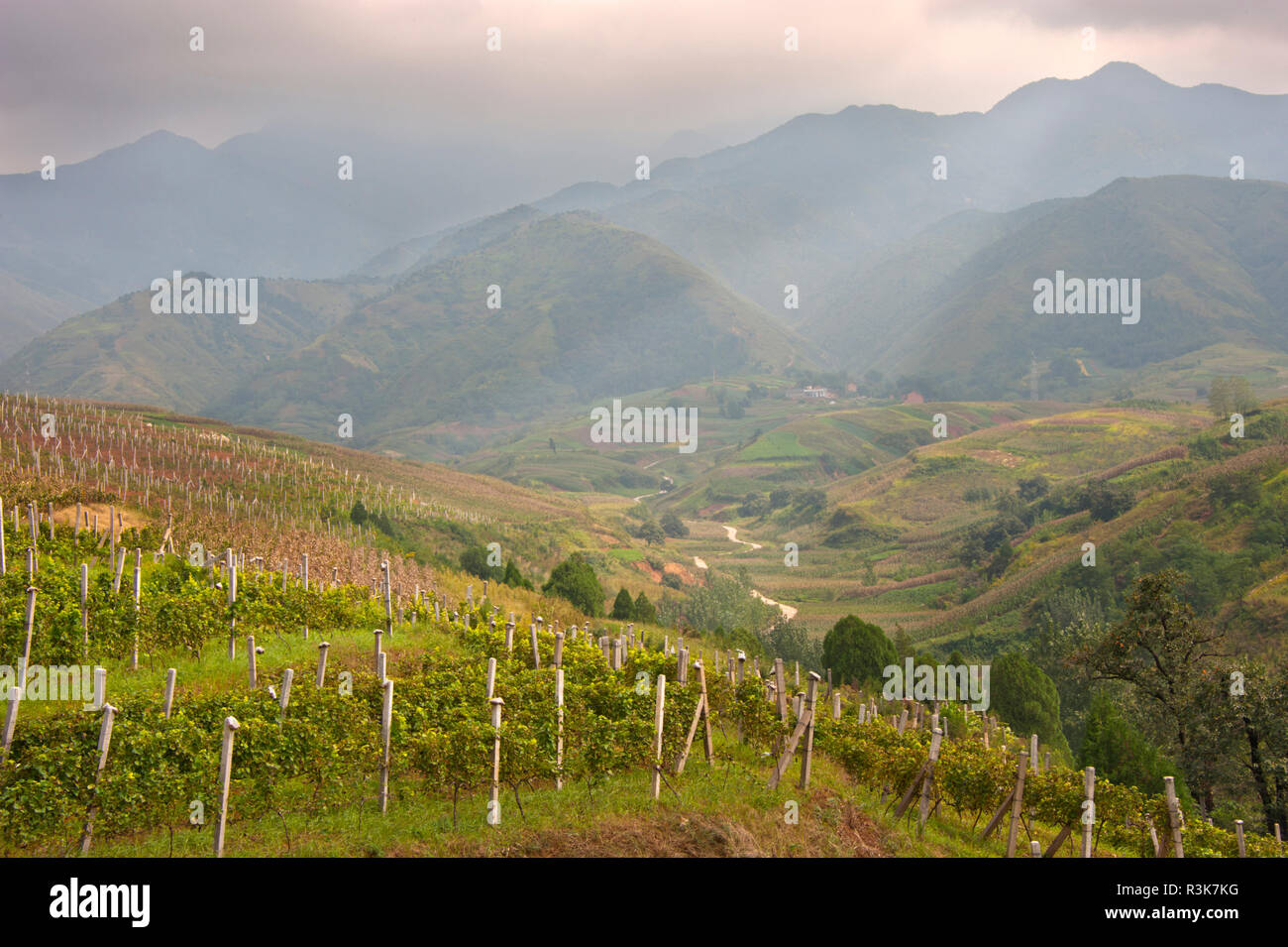 China, Shaanxi Province. Shaft of light hits Jade Valley Winery's Pinot Noir vineyard with Qinling Mountain range near Xian. Stock Photo