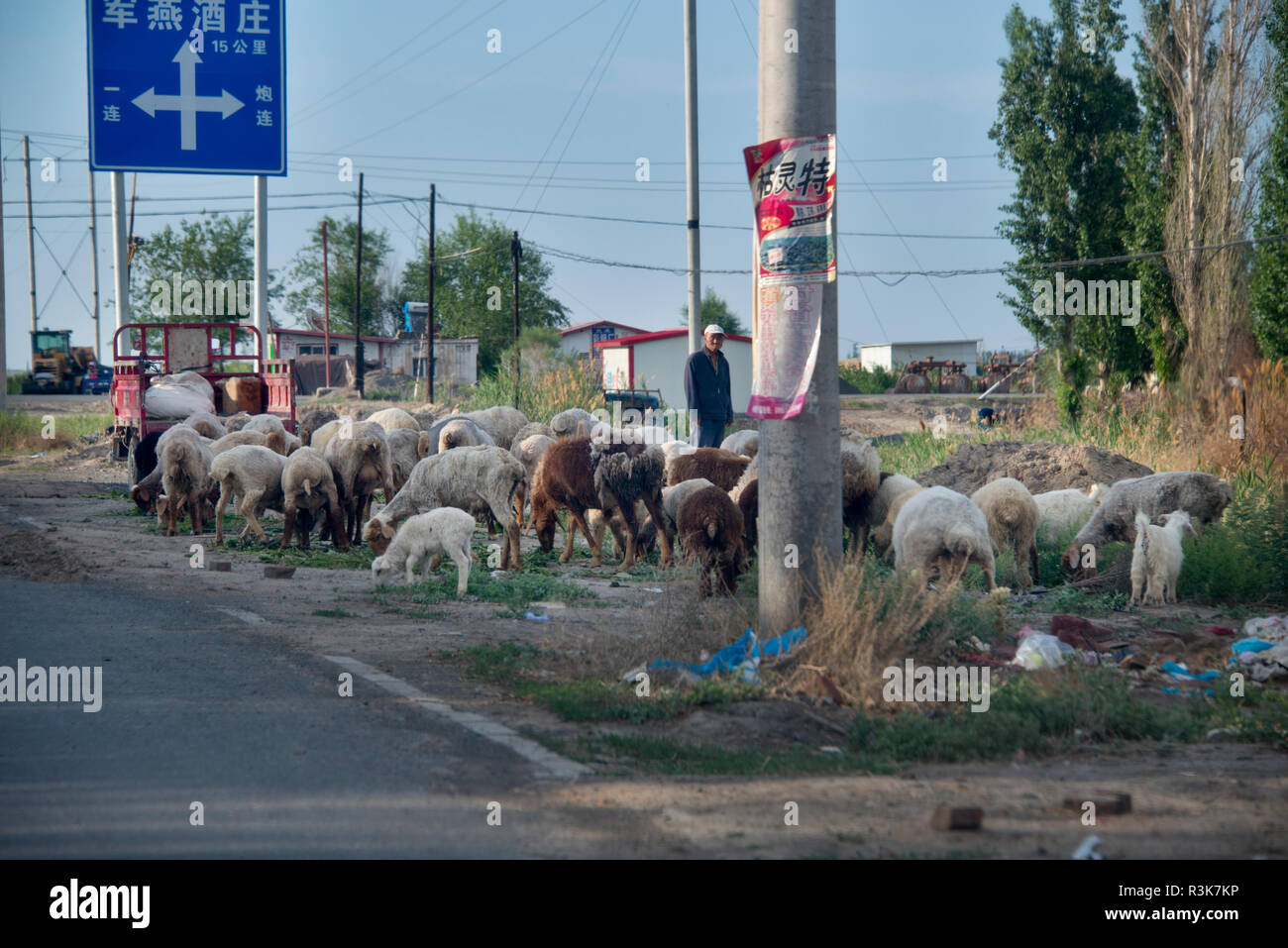China, Xinjiang. Shepard with his flock at the edge of the area's main road near the town called 121. Stock Photo
