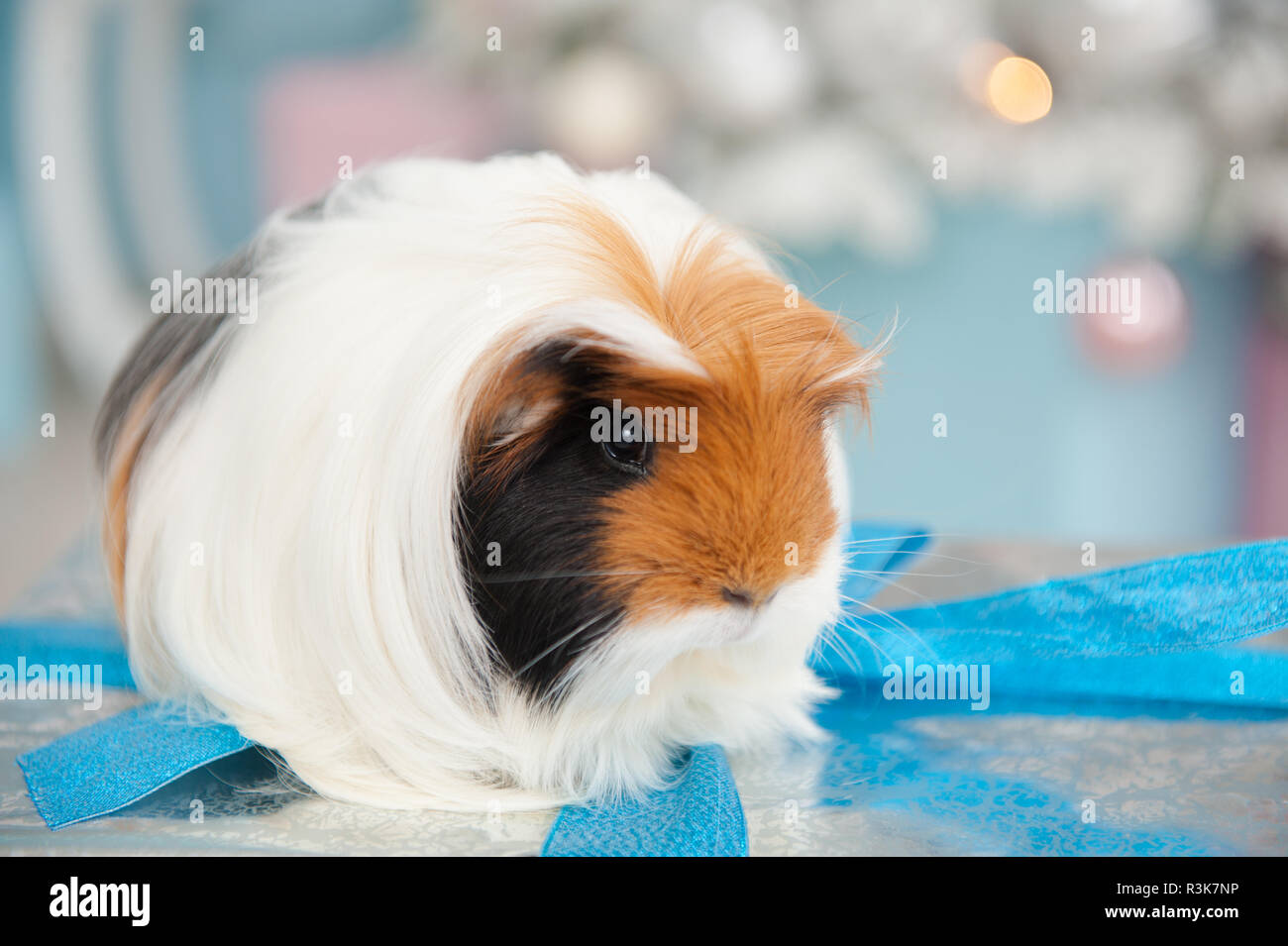 guinea pig sitting on box wrapped among christmas decoration with tree