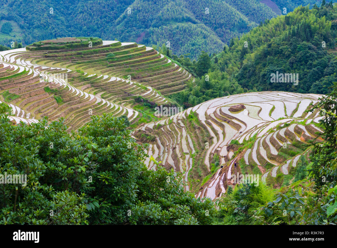 Water Filled Rice Terraces China