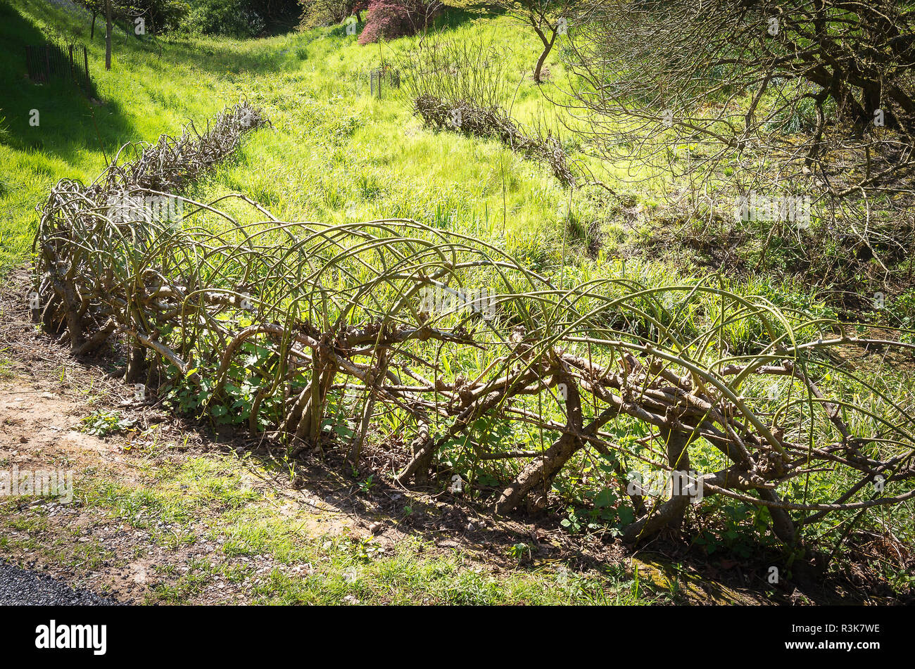 A low-growing trained willow hedge to deter visitors straying into a boggy stream area of the garden at Hilliers Arboretum in Hampshire England UK Stock Photo