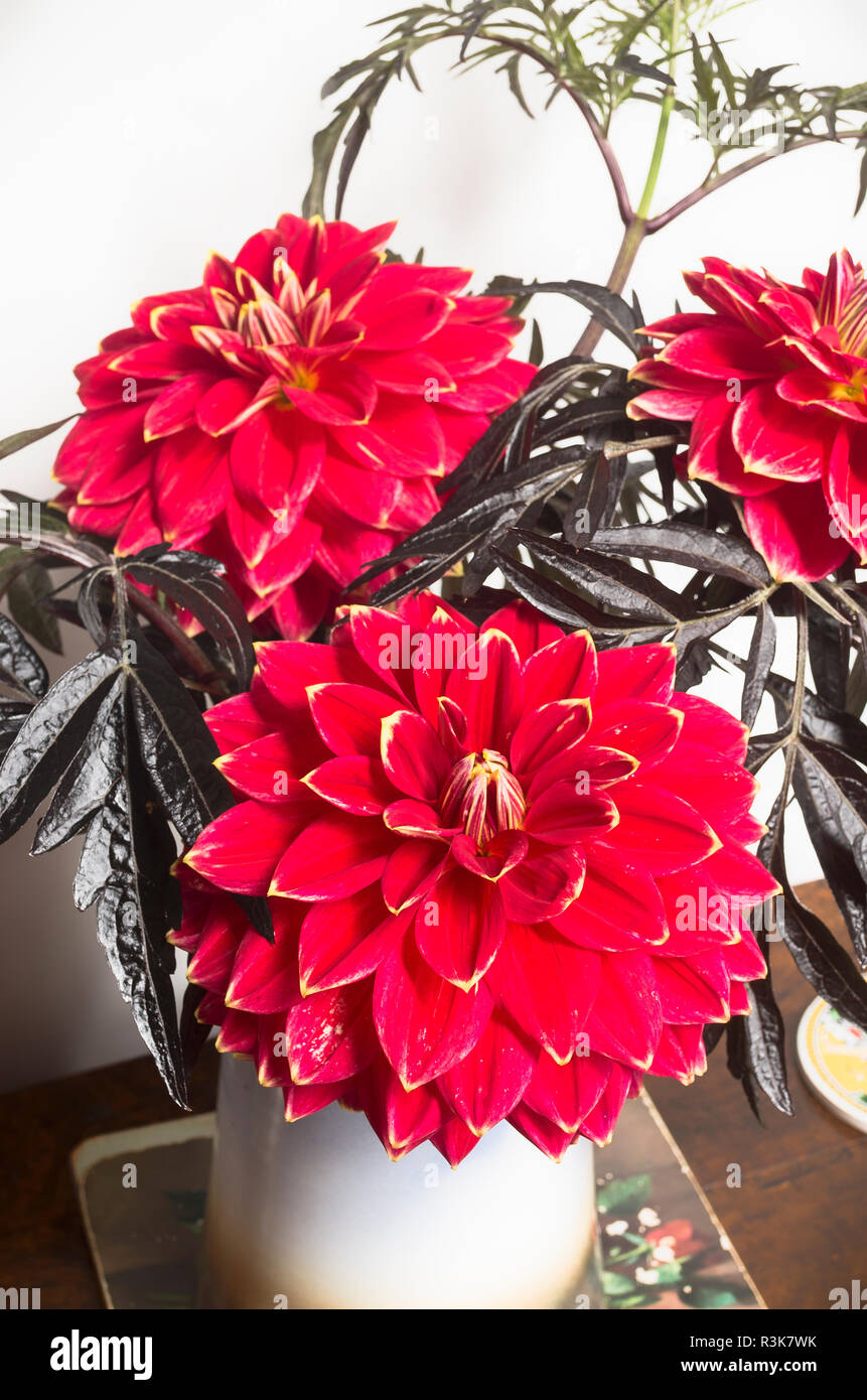Indoor house floral decoration featuring cut flowers Dahlia Mr Optimist and sambucus foliage Stock Photo
