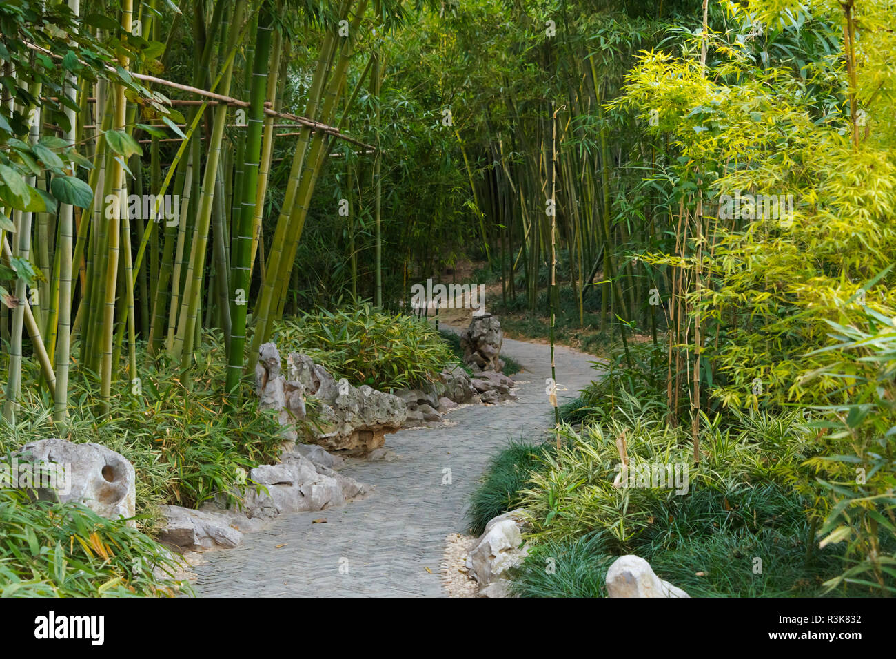 Winding path through bamboo grove, Geyuan Garden, Yangzhou, Jiangsu Province, China Stock Photo