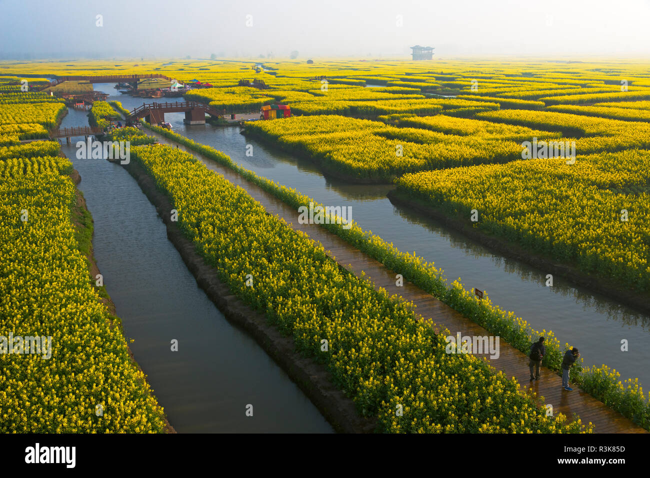 Thousand-Islet canola flower fields with rivers flowing through, Xinghua, Jiangsu Province, China Stock Photo