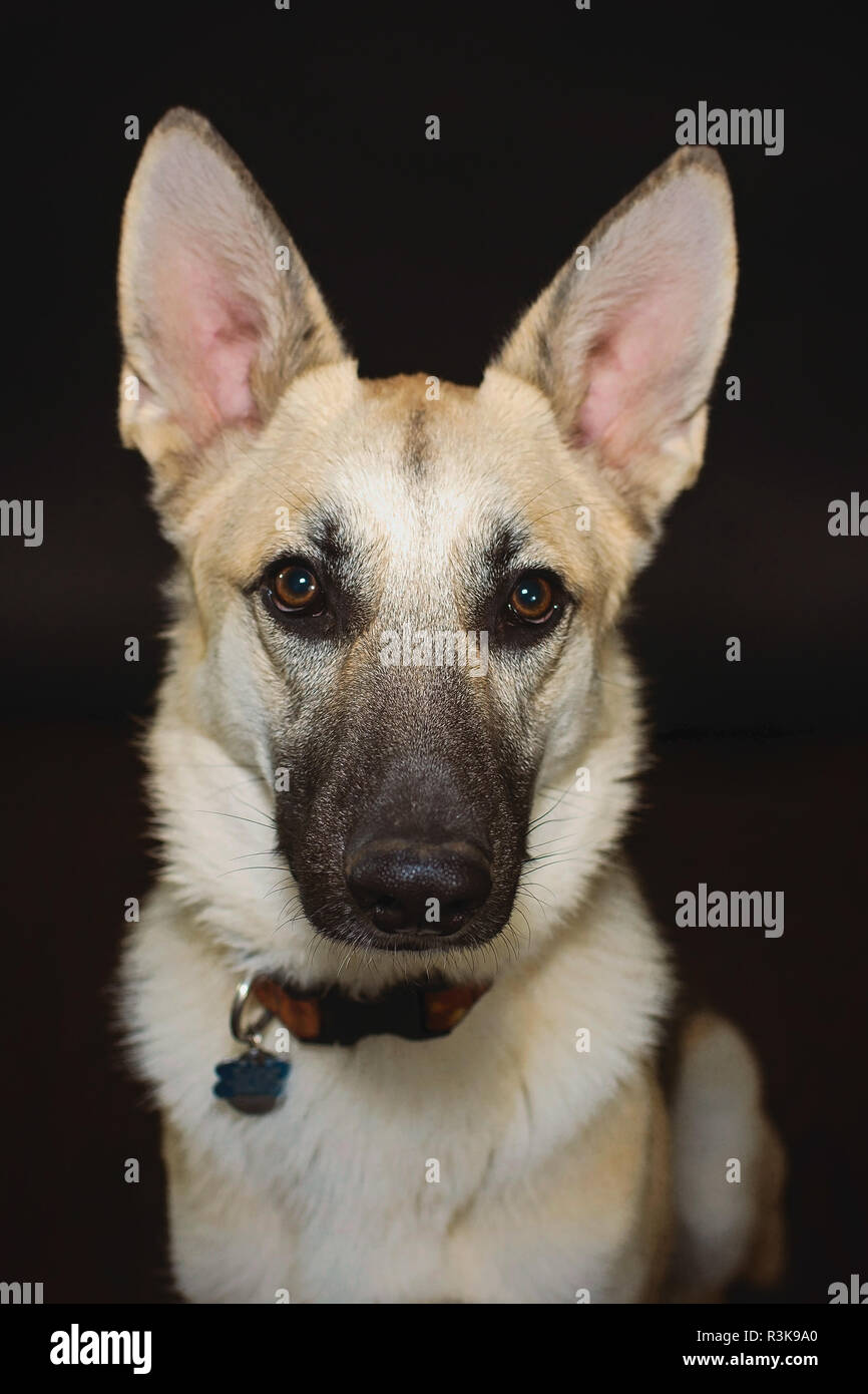 Studio Pet Portrait of a Beautiful Young German Shepherd Dog in Studio against a Black Backdrop. Stock Photo