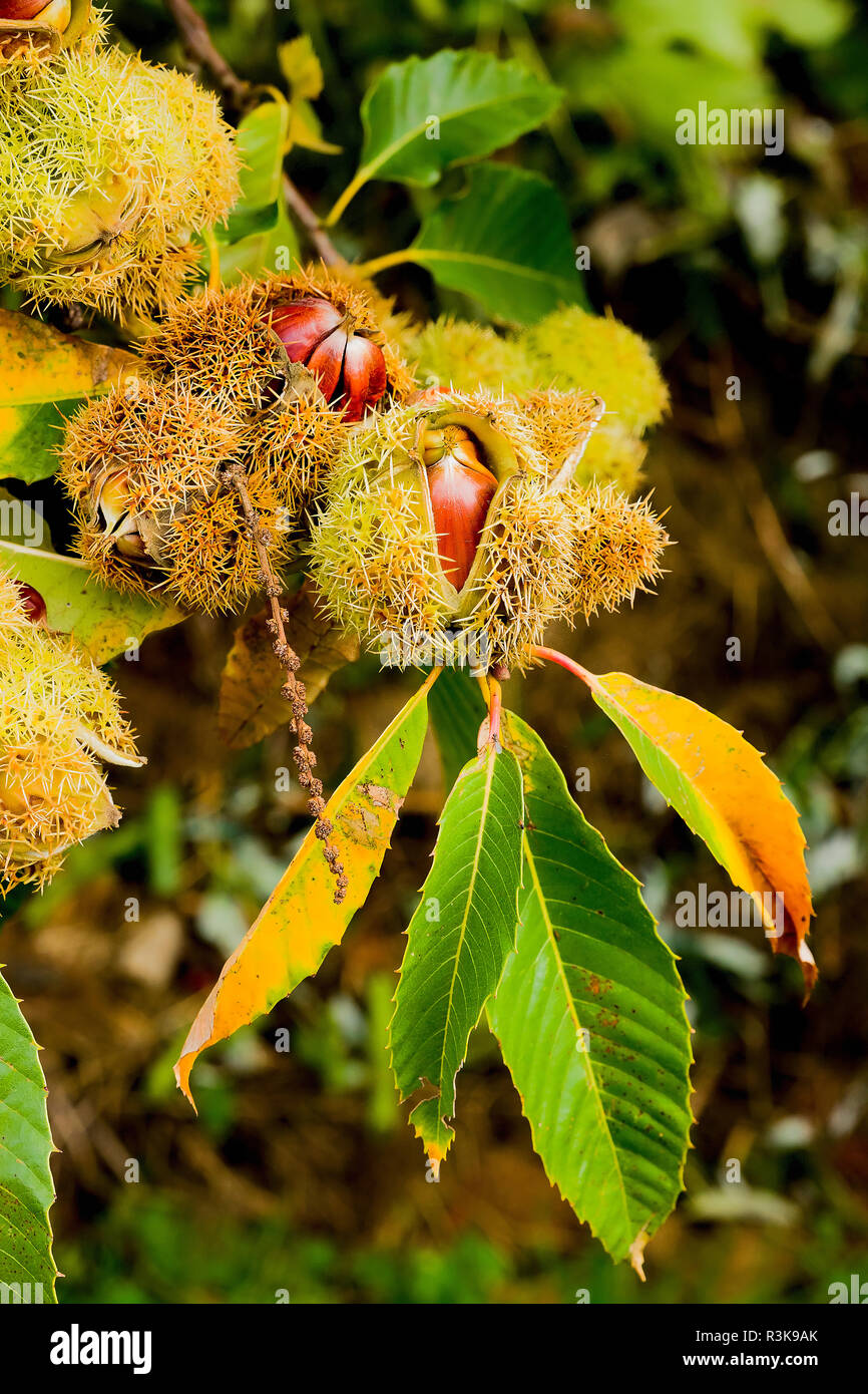 Chestnut cases hires stock photography and images Alamy