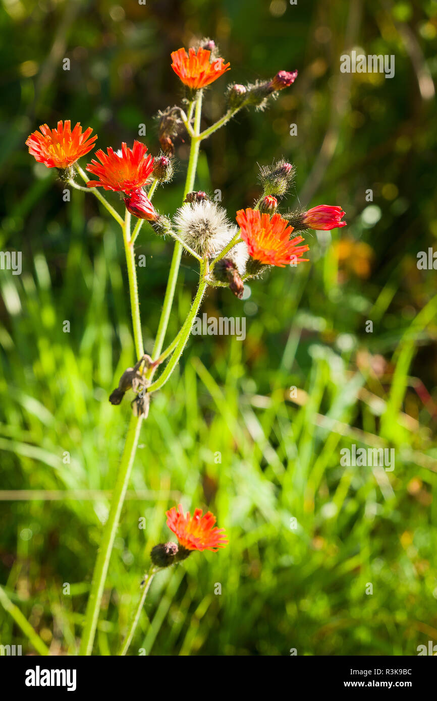 Self-seeded Fox and Cubs in an English garden Stock Photo