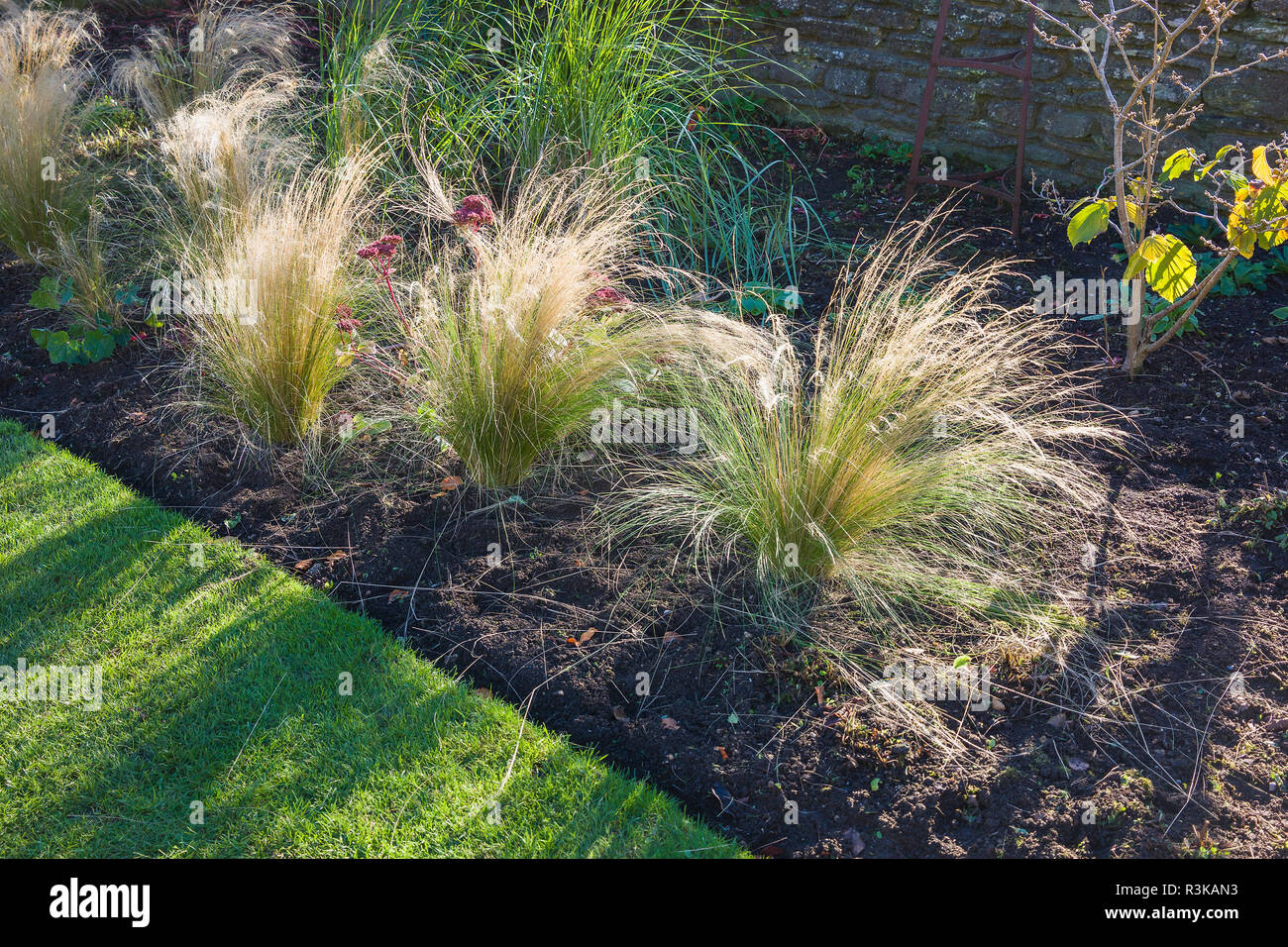 Ornamental grasses show to great effect in late Autumn afternoon sunlight at the front of a mixed border Stock Photo