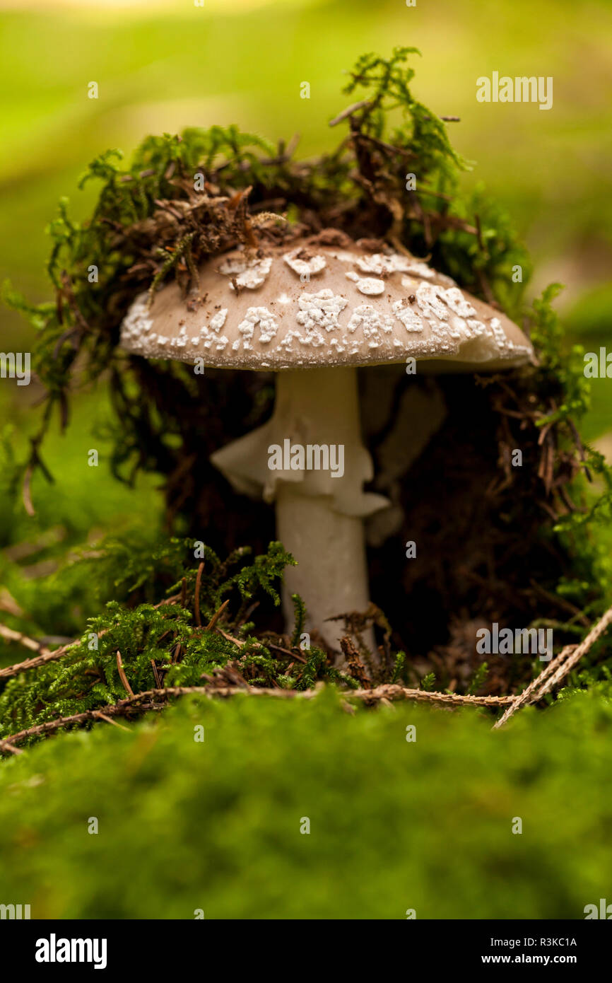 wild mushroom growing in a forest with its distinctive spotted cap on mossy forest floor Stock Photo