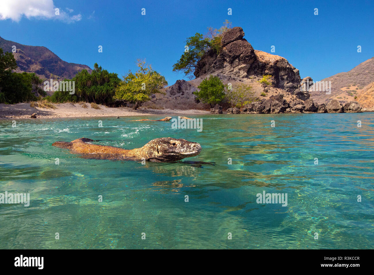 Komodo dragons (Varanus komodoensis) swimming close the beach of Rinca island, Komodo National Park, Komodo island, Indonesia Stock Photo