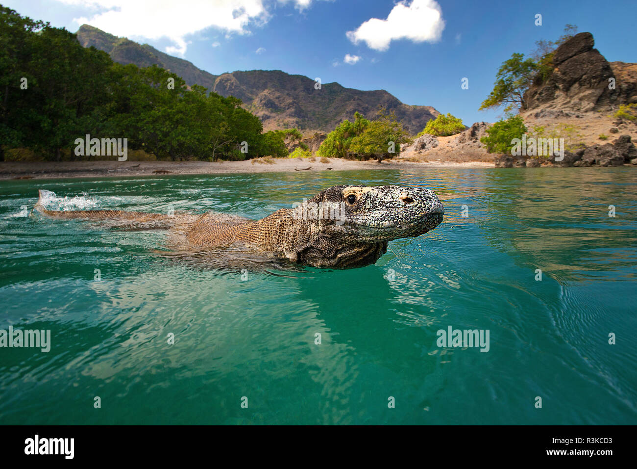 Komodo dragons (Varanus komodoensis) swimming close the beach of Rinca island, Komodo National Park, Komodo island, Indonesia Stock Photo