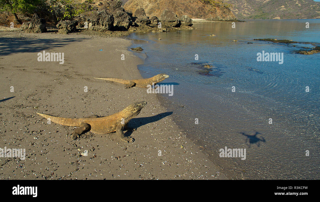 Komodowarane (Varanus komodoensis) am Strand von Rinca island, Komodo