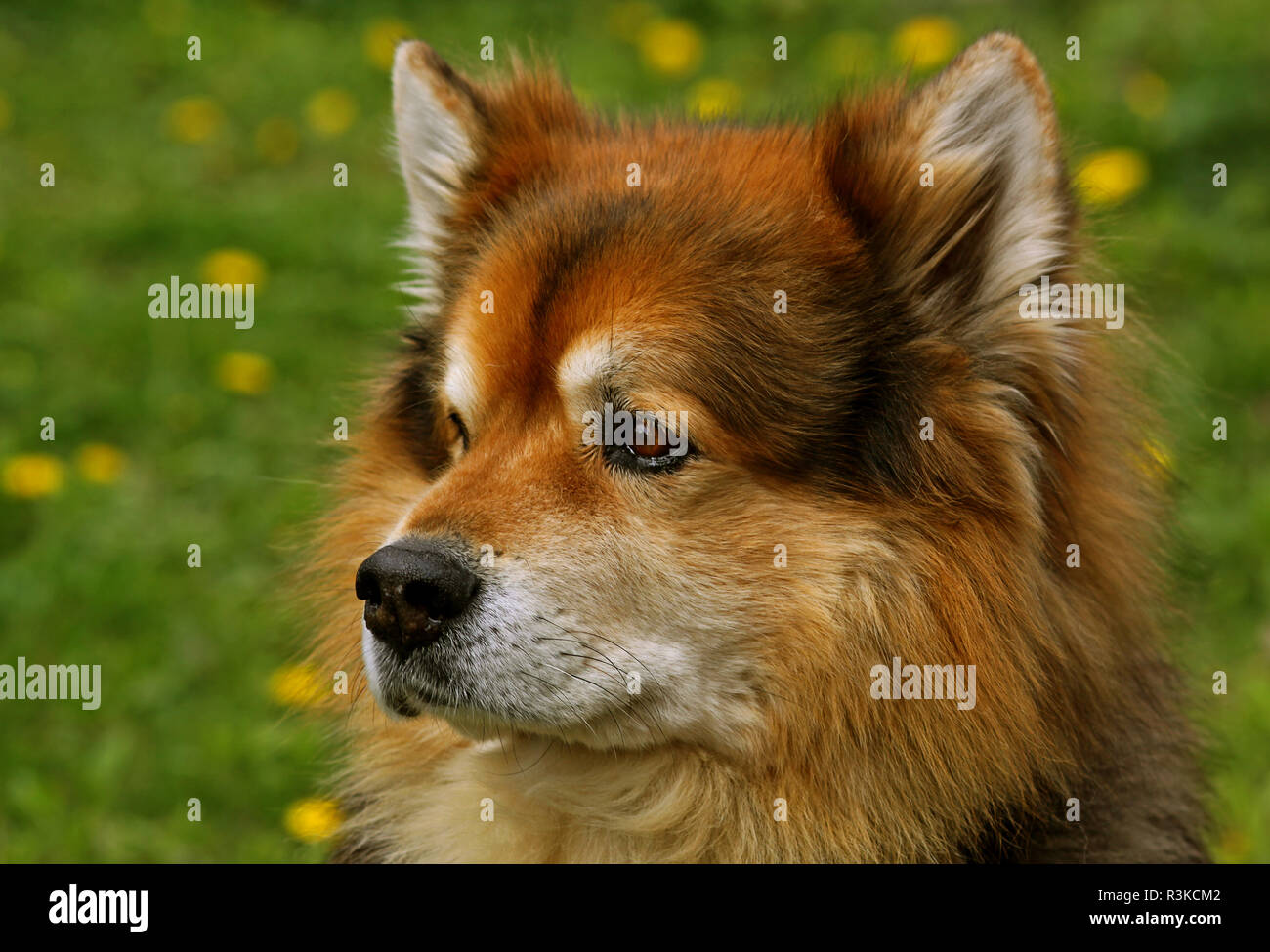 eurasier male - primal dog in portrait Stock Photo