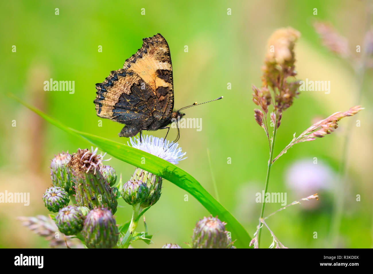 Close-up of the small tortoiseshell (Aglais urticae) butterfly side view. Isolated by nature Stock Photo