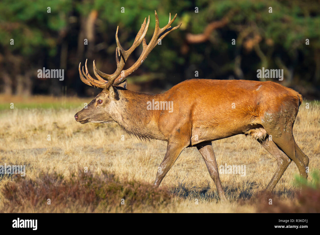 Red deer male, cervus elaphus, with big antlers rutting during mating season on a field near a forest in purple heather blooming.   National parc de H Stock Photo