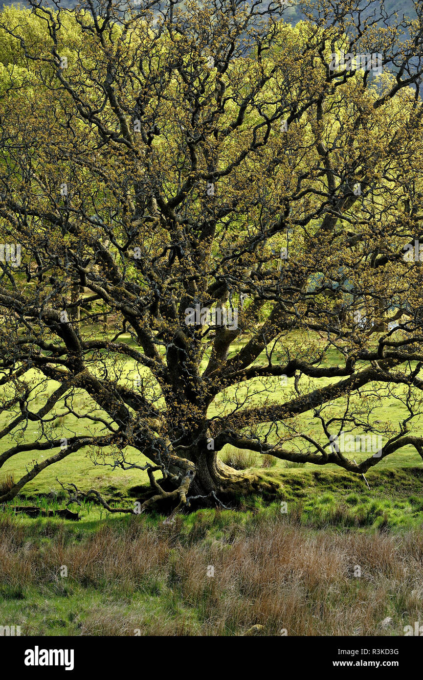 Oak trees in spring hi-res stock photography and images - Alamy