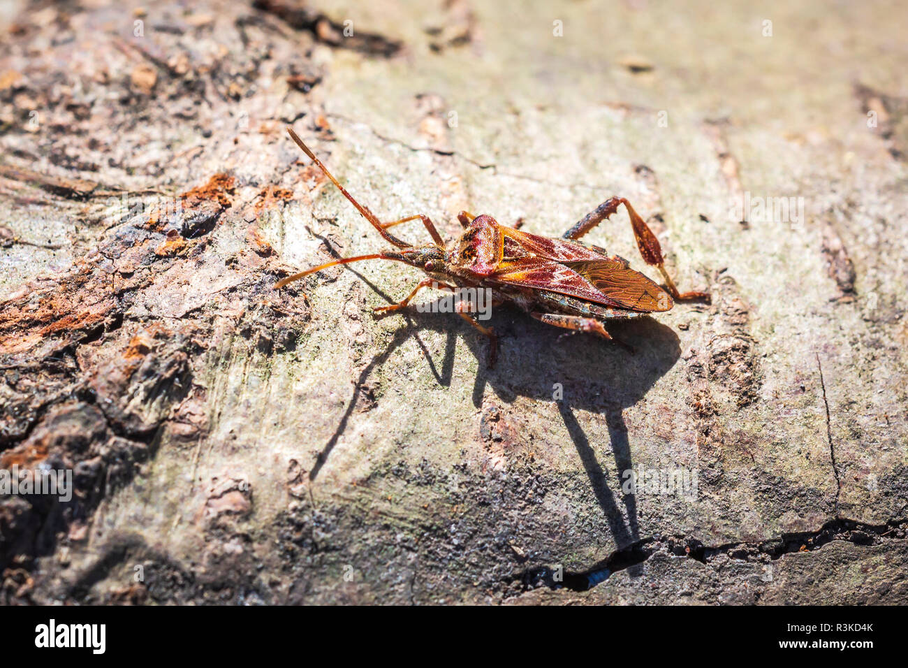 Western conifer seed bug insect, Leptoglossus occidentalis, or WCSB, crawling on wood in bright sunlight Stock Photo