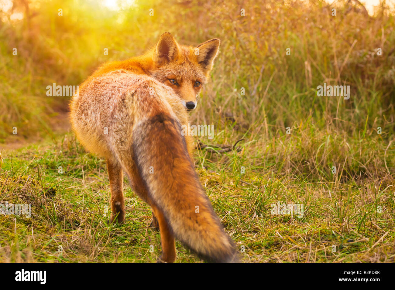 Wild young red fox (vulpes vulpes) vixen scavenging in a forest and dunes during sunset Stock Photo
