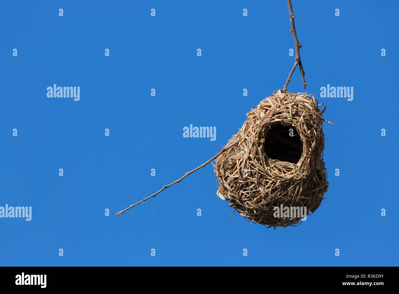 Namibia. A yellow masked weaver nest hangs on a thin branch. Stock Photo