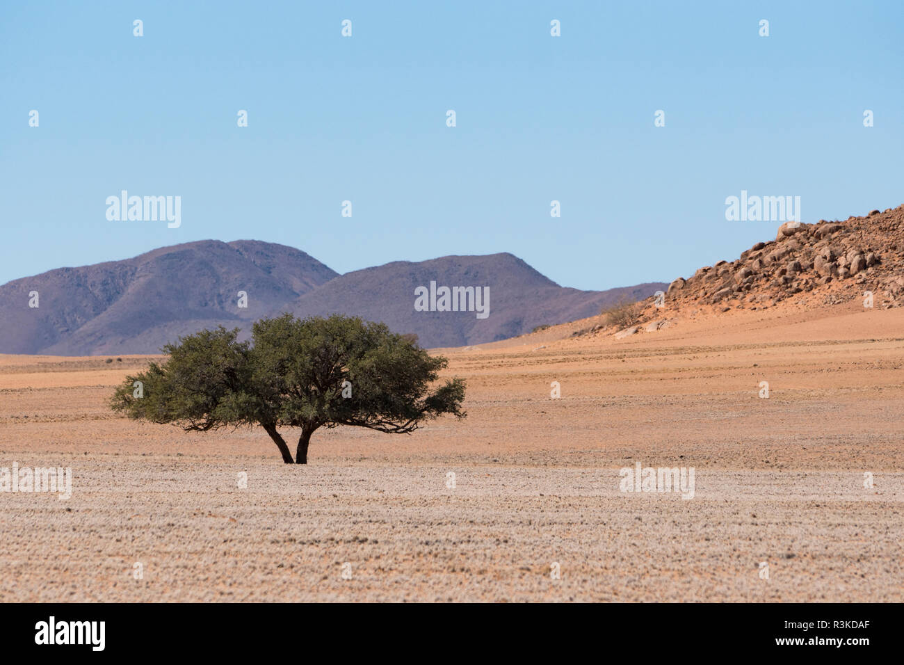 Namibia. A long acacia tree grows in the arid plains of central Namibia. Stock Photo
