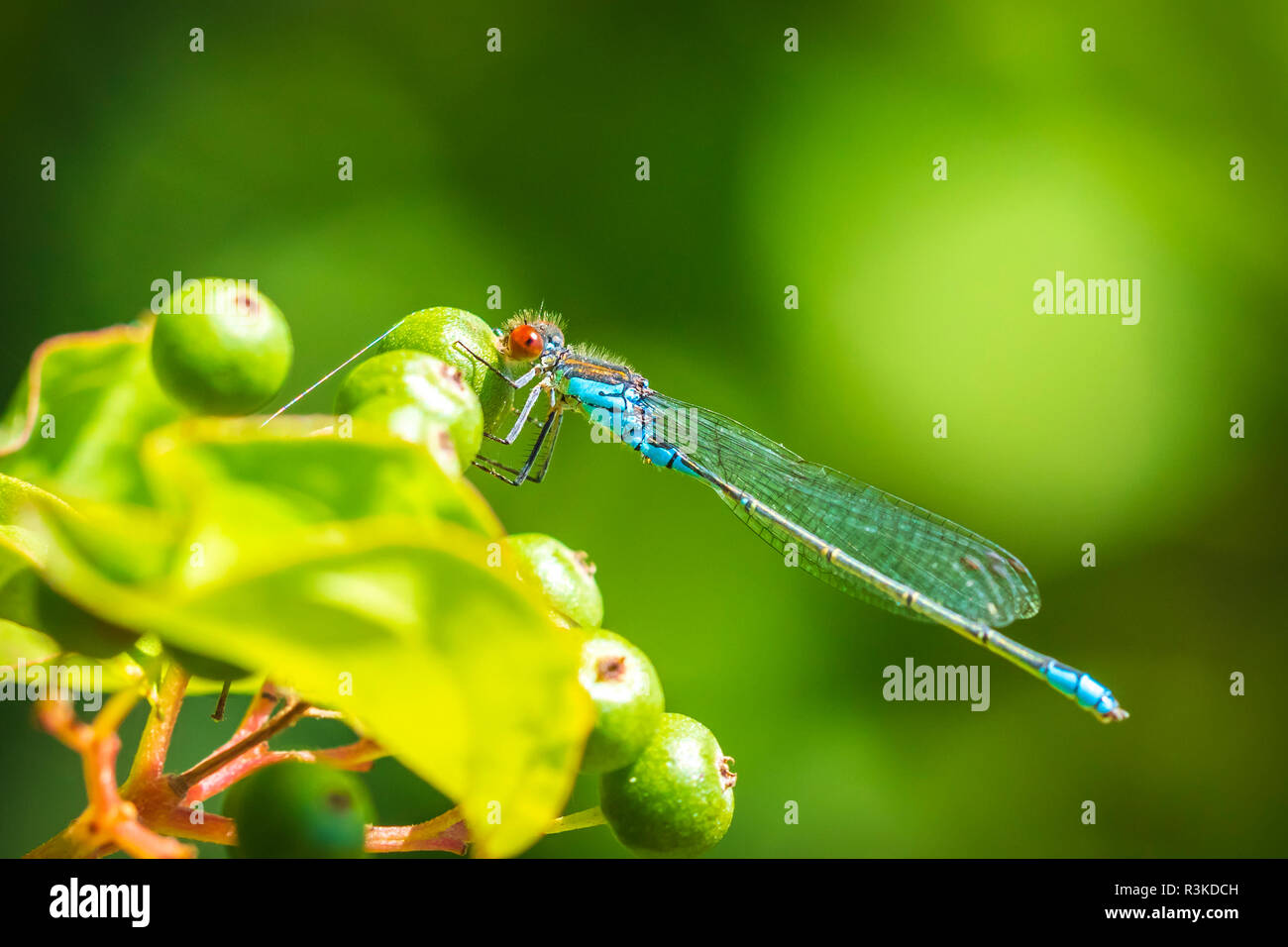 Closeup of a small red-eyed damselfly Erythromma viridulum perched in a forest. A blue specie with red eyes. Stock Photo