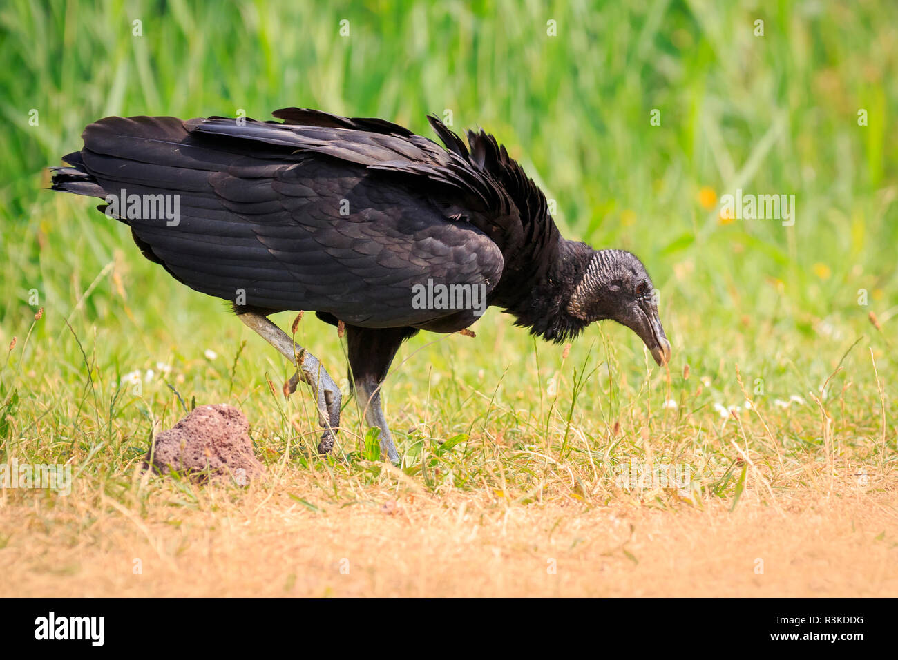 Closeup of a American black vulture Coragyps atratus walking and foraging in a green meadow. This is a scavenger and feeds on carrion. Stock Photo