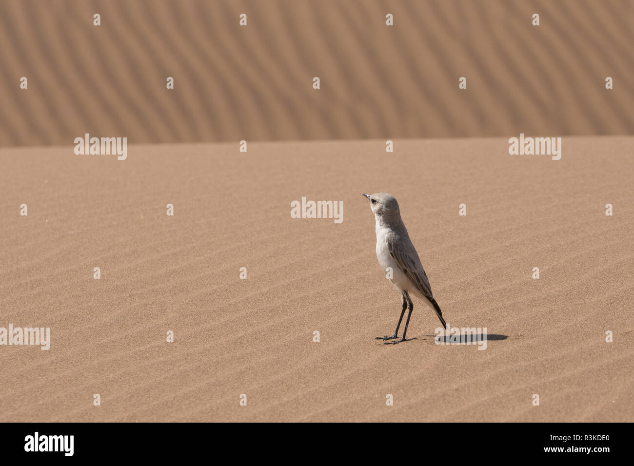 Tractrac chat (Emarginata tractrac) bird stands on sand dunes east of Swakopmund, Namibia. Stock Photo